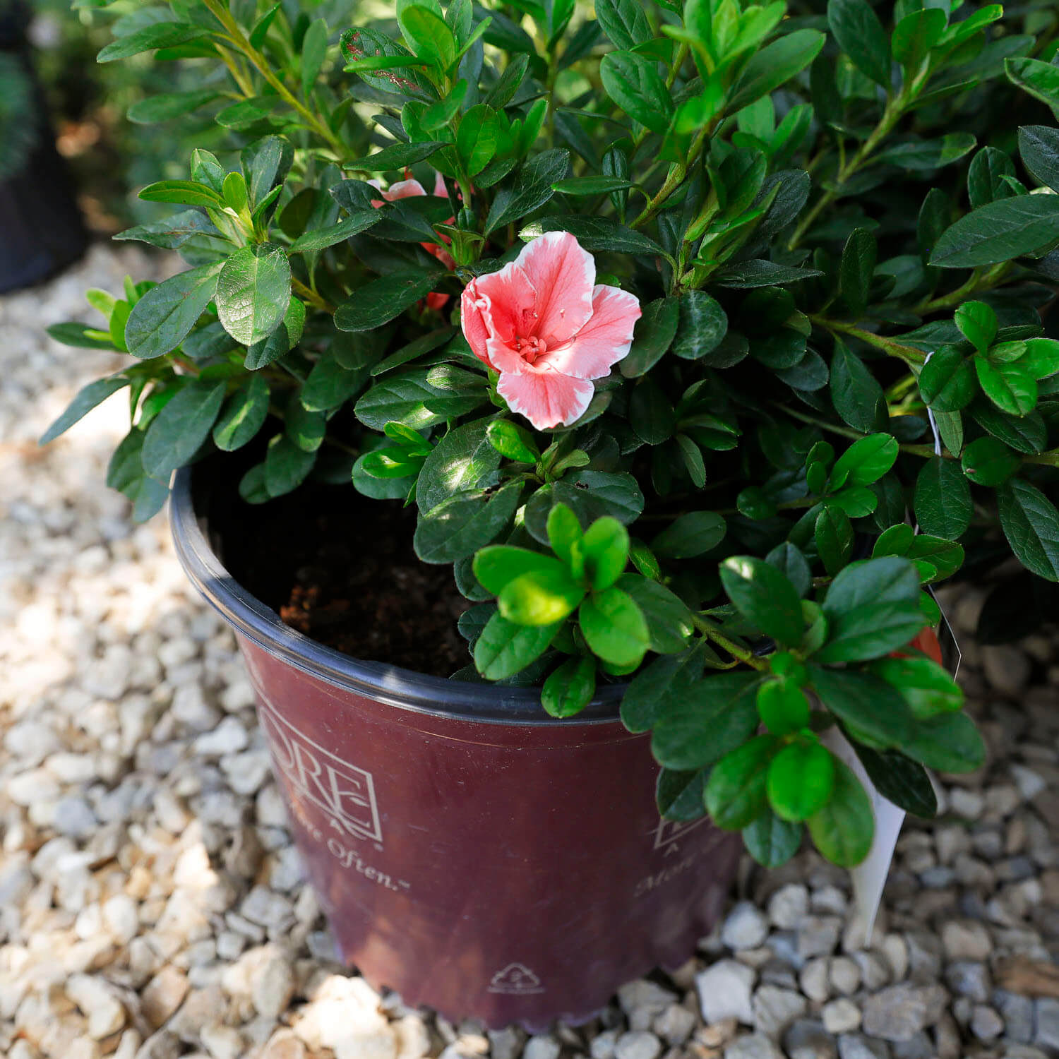 garden center image